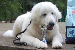 Молодая пиренейская горная собака лежит с небольшим выставочным кубком